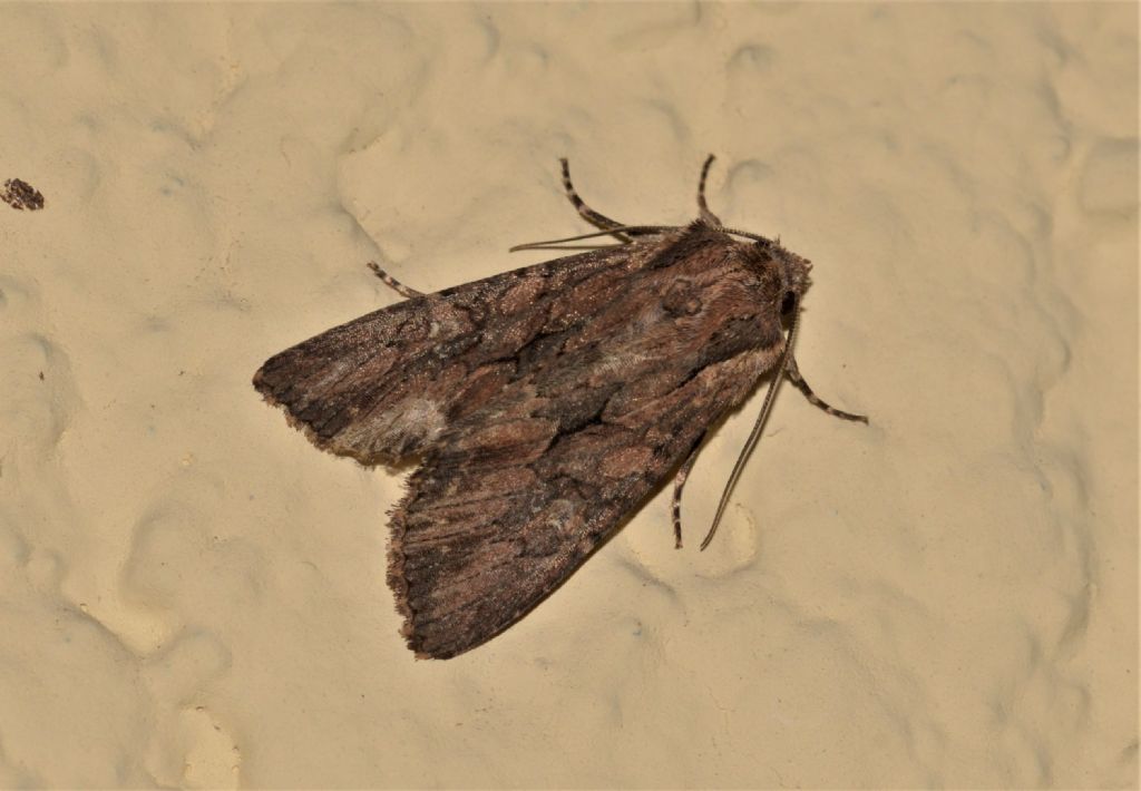 Noctuidae: Mniotype solieri